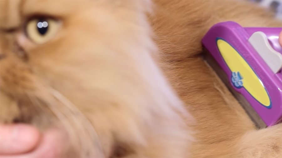 Furminator kissoille