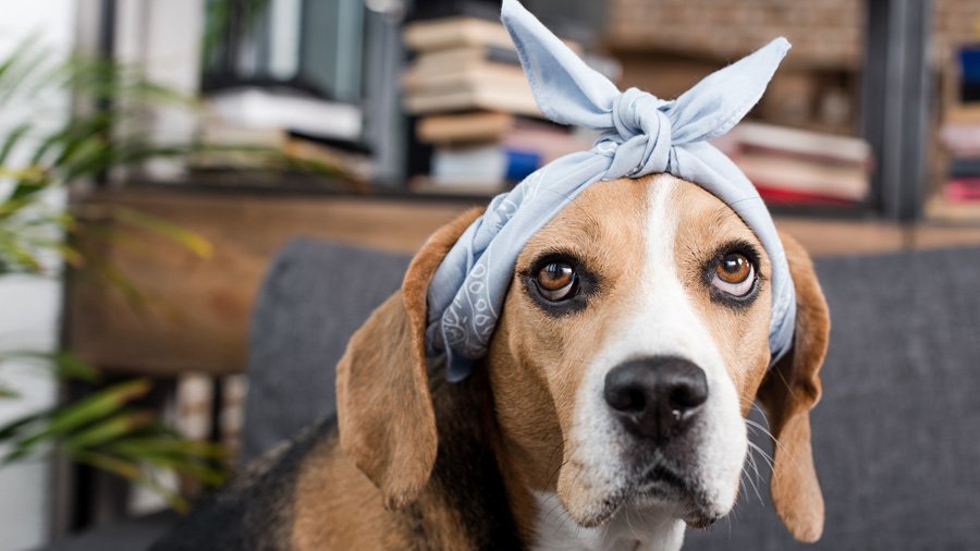 Beagle