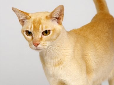 Ceylon kissa