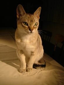 Ceylon kissa