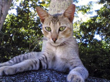 Ceylon kissa