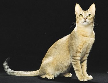Ceylon kissa