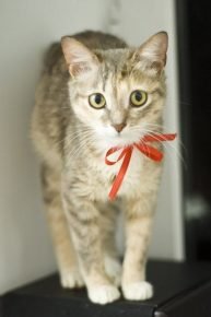 Ceylon kitty
