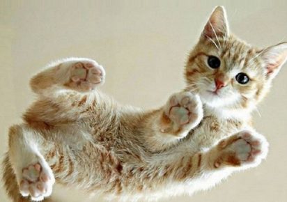 Kitten Ceylon rodun