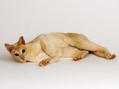 Ceylon kissa