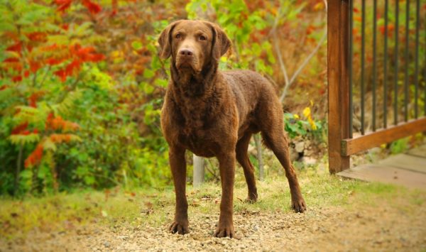 Chesapeake Bay Retriever Lue artikkeli