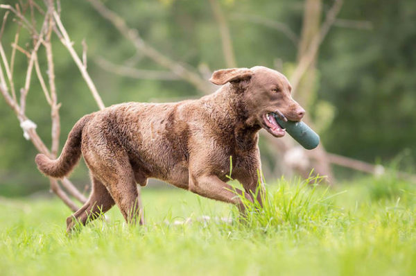Chesapeake Bay Retriever on käynnissä