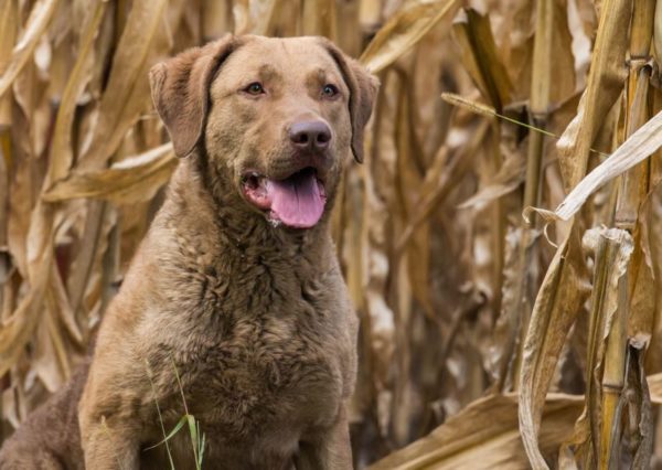 Chesapeake Bay Retriever katselee