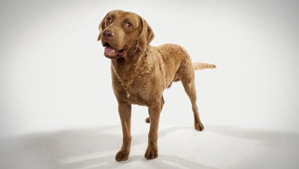 Chesapeake Bay Retriever valkoisella pohjalla