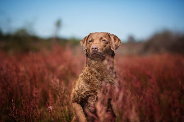 Chesapeake Bay Retriever kaunis kuva