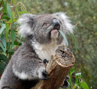 Koala syö lounasta