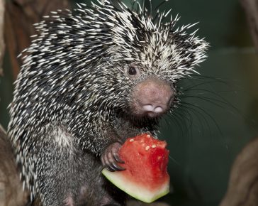 Porcupine syö vesimelonia