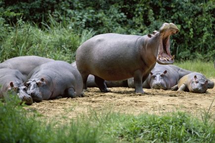 Hippos rannalla