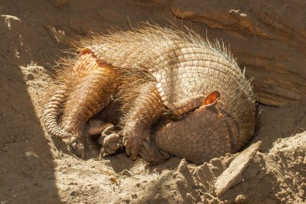 Armadillo nukkuu