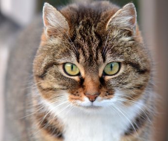 Kissa
