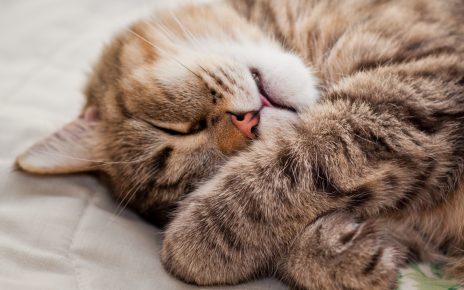 Kissa nukkuu