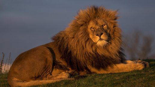 Lion