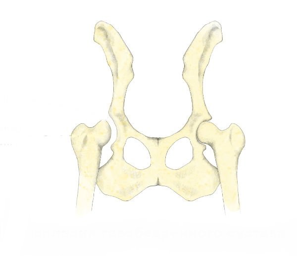 Koiran lantion dysplasia: diagnoosi, hoito ja ennuste