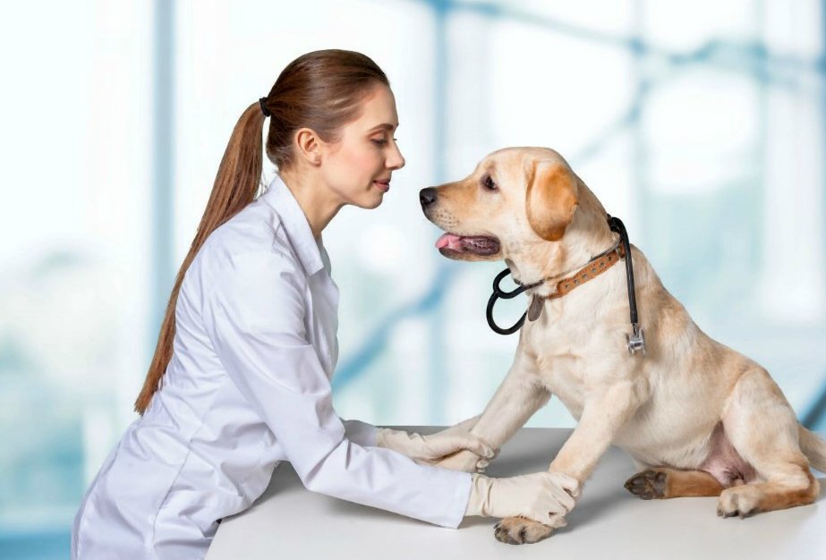 Koiran lantion dysplasia: diagnoosi, hoito ja ennuste