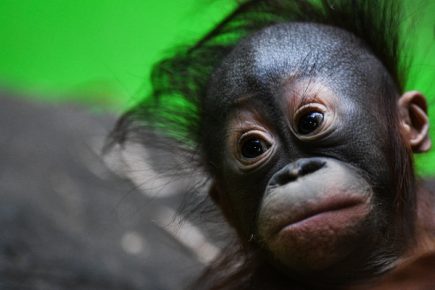 Orangutanin kuutio
