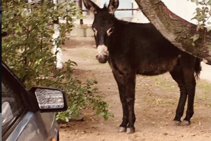 Donkey