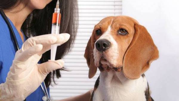 beagle eläinlääkärillä