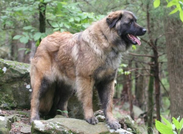 Estrel Shepherd Lue artikkeli