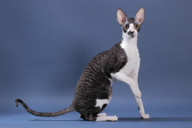Hypoallergeeniset kissan rodut