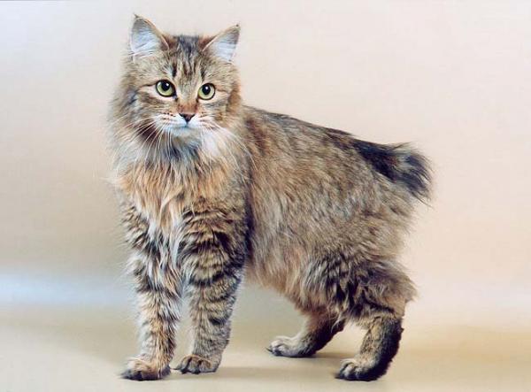 Kissojen ja bobtail-kissojen lempinimet