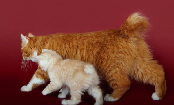 Kissojen ja bobtail-kissojen lempinimet