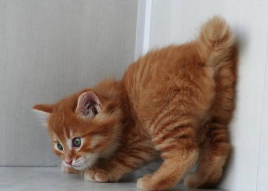 Kissojen ja bobtail-kissojen lempinimet