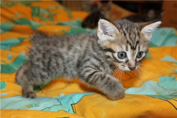 Kissojen ja bobtail-kissojen lempinimet