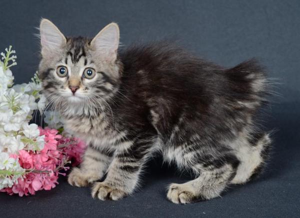 Kissojen ja bobtail-kissojen lempinimet