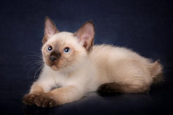 Kissojen ja bobtail-kissojen lempinimet