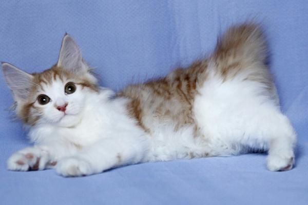 Kissojen ja bobtail-kissojen lempinimet