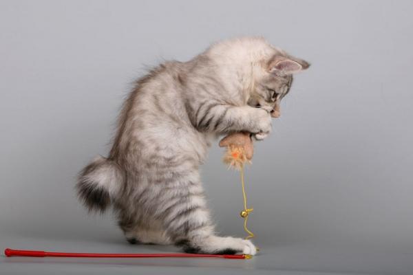Kissojen ja bobtail-kissojen lempinimet
