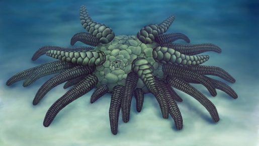 Sollasina cthulhu