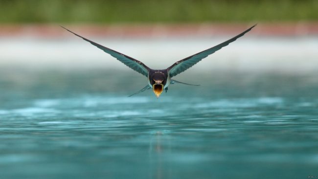 Swallow