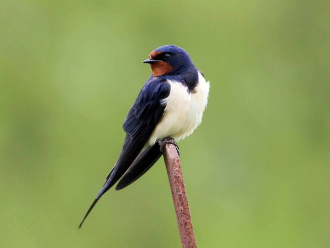 Swallow