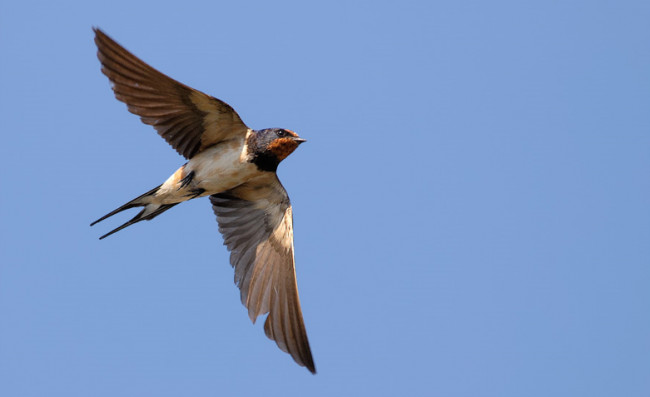 Swallow