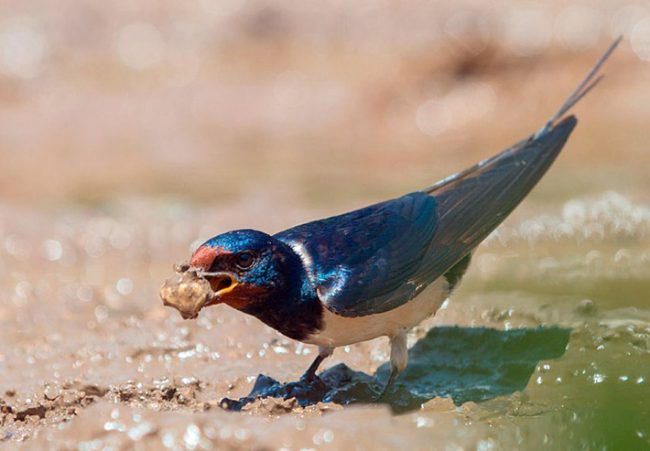 Swallow