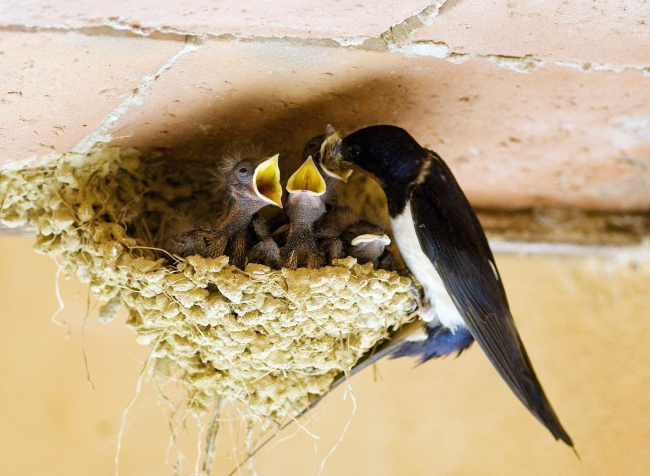 Swallow