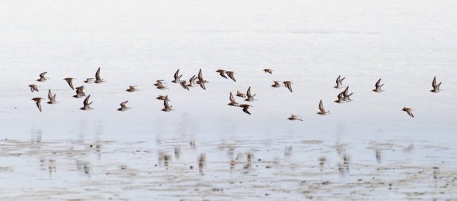 Swallow