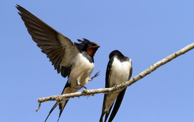 Swallow
