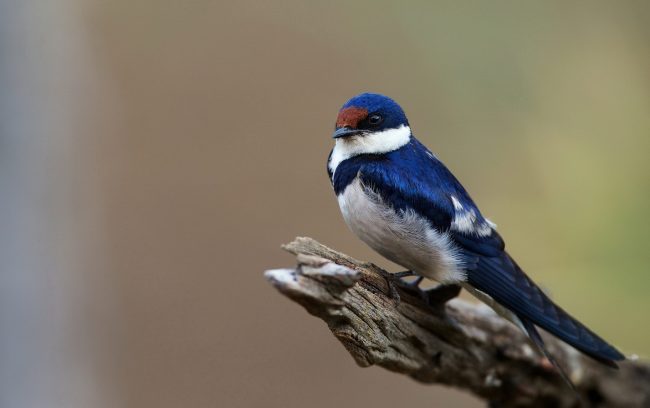 Swallow