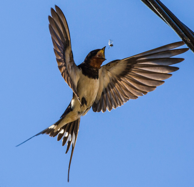 Swallow