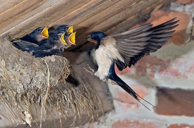 Swallow