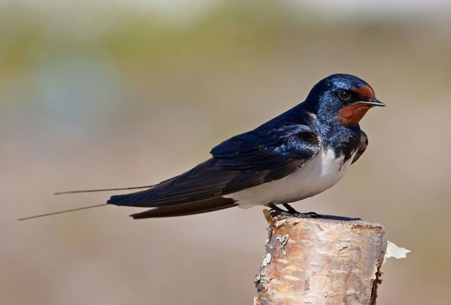 Swallow