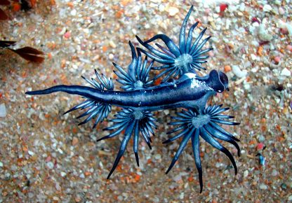 Sininen enkeli (Glaucus Atlanticus)