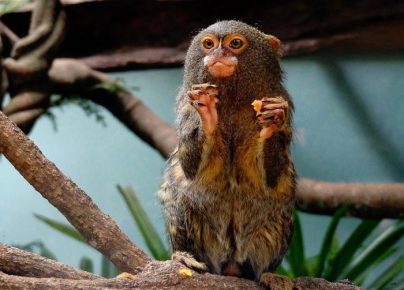 Kääpiömarmosetti